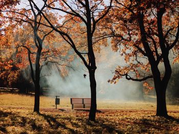 Trees on field during autumn