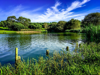 Scenic view of lake by trees against sky