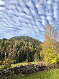 Trees on field against sky