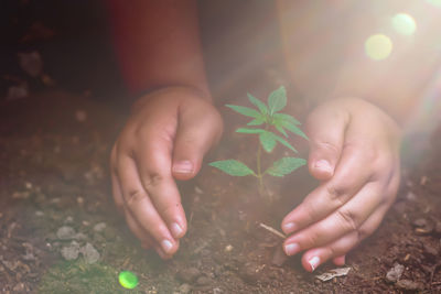 Close-up of hand holding leaves