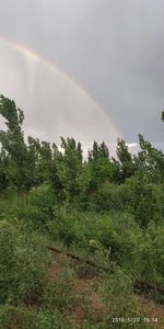 rainbow