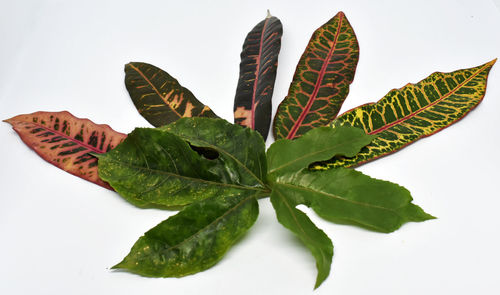 Close-up of butterfly on plant against white background