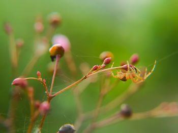 Close-up of insect on plant