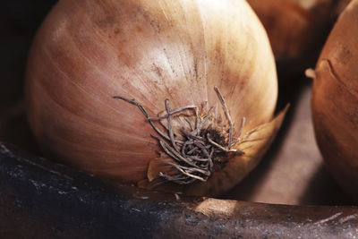 Close-up of onions