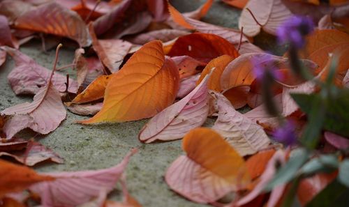 Close-up of dry maple leaves