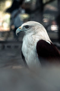 Close-up of a bird
