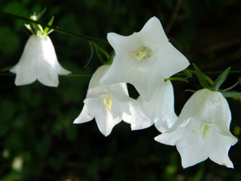 Close-up of white flowers blooming outdoors