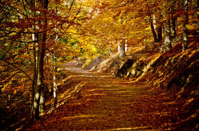 Road passing through forest