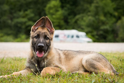 Dog lying on field