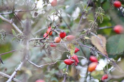 Close-up of red berries growing on tree