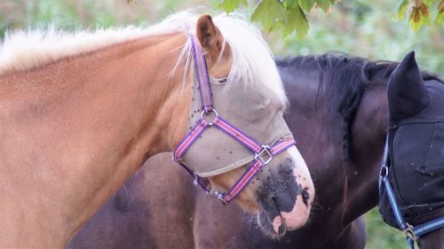 Close-up of a horse