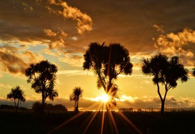 Silhouette of trees at sunset