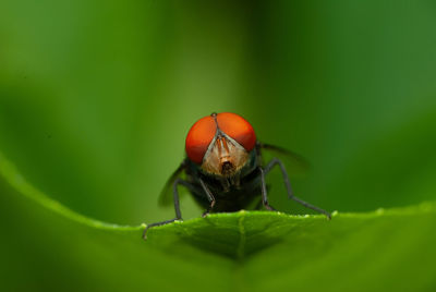 Close-up of insect on leaf