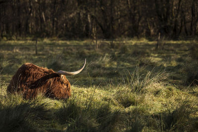 View of an animal on field