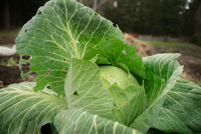 Vegetarian cabbage grows in a farmer's field, fresh ready harvest