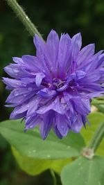 Close-up of wet purple flower