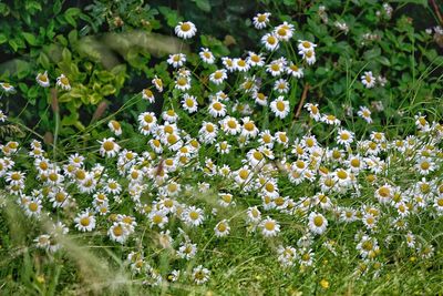 Close-up of fresh flowers blooming in field