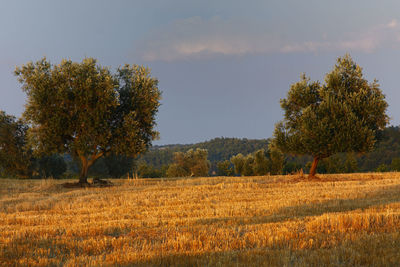 Scenic view of trees on field against sky