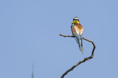 Low angle view of bird perching on branch against clear sky