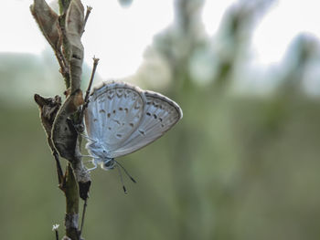 Close-up of butterfly on plant