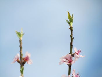 Close-up of flowers blooming against sky