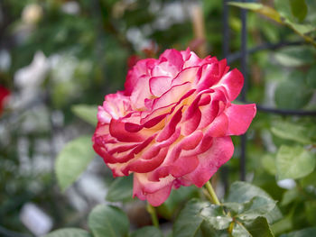 Close-up of pink rose