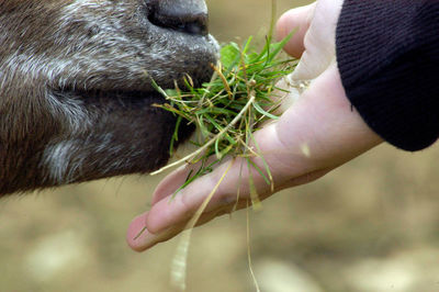 Brown sheep eating grass out of a hand, closeup of the mouth