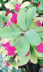 Close-up of pink flowers