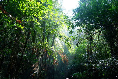 Low angle view of sunlight streaming through trees in forest