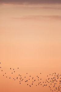 Birds flying against sky during sunset