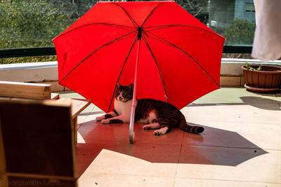 Rear view of woman with cat sitting outdoors