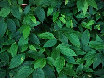 Green leaves for background