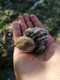 Baby partridge