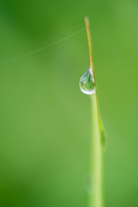 Close up of green plant