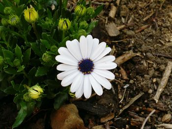 Close-up of white flower