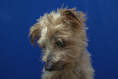 Close-up of dog against blue background