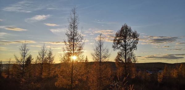 Plants growing on land against sky during sunset