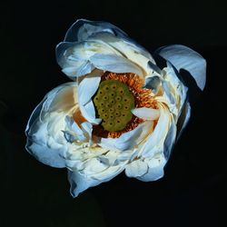 Close-up of yellow rose flower against black background