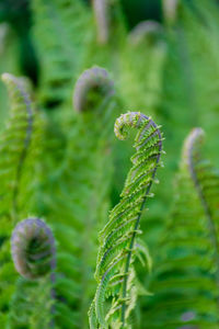 Fern close-up