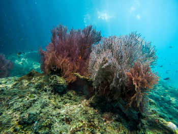 View of fish swimming underwater