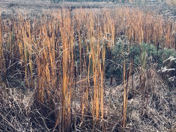 Close-up of dried grass