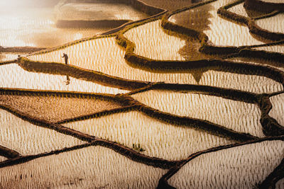 Rice fields in guizhou