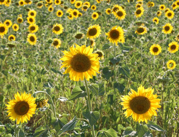 Close-up of sunflowers on field