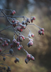 Close-up of berries growing on tree