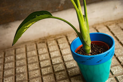 High angle view of potted plant