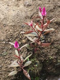 High angle view of pink flowers blooming outdoors