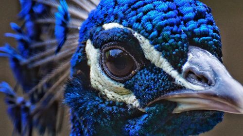 Close-up portrait of peacock