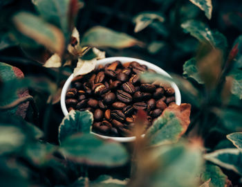 Close-up of coffee beans