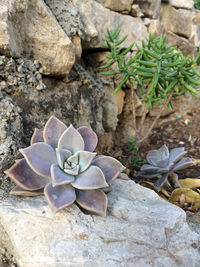 Close-up of flowers growing on rock