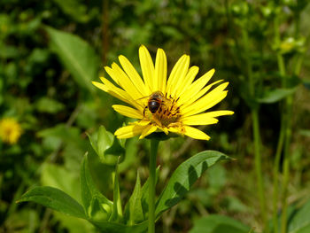 Close-up of bee pollinating on yellow flower